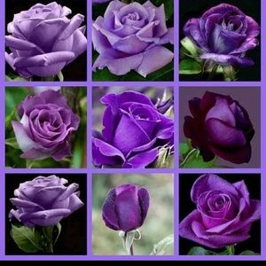 Meet your Posher, Lydia